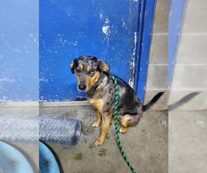 Catahoula Leopard Dog-Unknown Mix Dogs for adoption in Baraboo, WI, USA