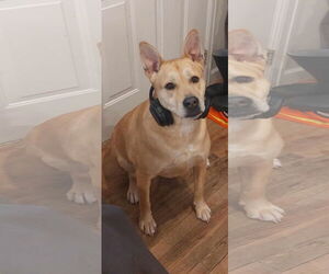 Labrador Retriever-Unknown Mix Dogs for adoption in Fort Collins, CO, USA