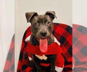 American Pit Bull Terrier-Unknown Mix Dogs for adoption in Anniston, AL, USA