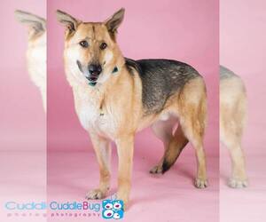 German Shepherd Dog Dogs for adoption in Irving, TX, USA