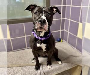 American Pit Bull Terrier Dogs for adoption in Denver, CO, USA
