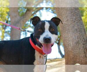 American Staffordshire Terrier-Border Collie Mix Dogs for adoption in Jamestown, CA, USA