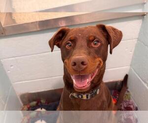 Doberman Pinscher Dogs for adoption in Fort Collins, CO, USA