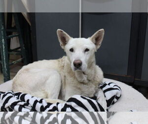 Mutt Dogs for adoption in El Centro, CA, USA