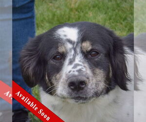 Border Collie-English Cocker Spaniel Mix Dogs for adoption in Huntley, IL, USA
