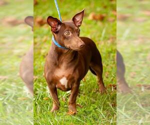 Doxie-Pin Dogs for adoption in Fredericksburg, VA, USA