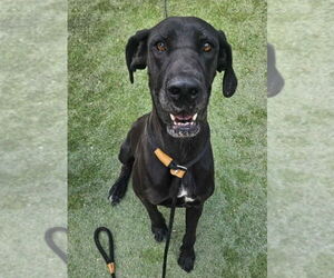 Great Dane-Unknown Mix Dogs for adoption in Lakewood, CO, USA