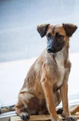 Medium Photo #1 Chug Puppy For Sale in Cuba, NY, USA