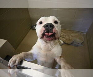 American Pit Bull Terrier Dogs for adoption in Decatur, IL, USA