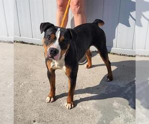 Bulloxer Dogs for adoption in Louisville, KY, USA