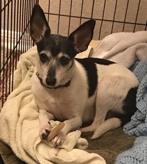 Medium Photo #1 Rat Terrier Puppy For Sale in The Woodlands, TX, USA