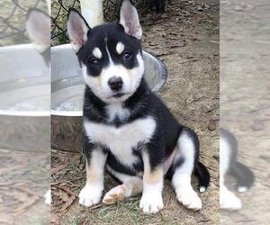 Huskies -Unknown Mix Dogs for adoption in Leesville, SC, USA