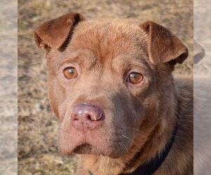 Chinese Shar-Pei-Labrador Retriever Mix Dogs for adoption in Huntley, IL, USA