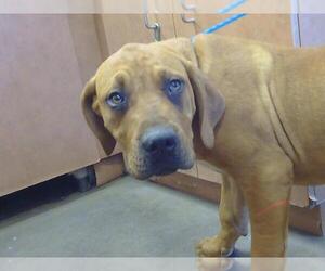 Fila Brasileiro Dogs for adoption in Sacramento, CA, USA
