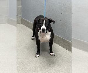 American Pit Bull Terrier-Unknown Mix Dogs for adoption in Las Vegas, NV, USA