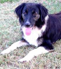 Border Collie Dogs for adoption in Conway, AR, USA