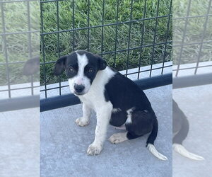 Mutt Dogs for adoption in Bolivar, MO, USA