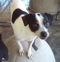 Jack Chi Dogs for adoption in Bonifay, MO, USA