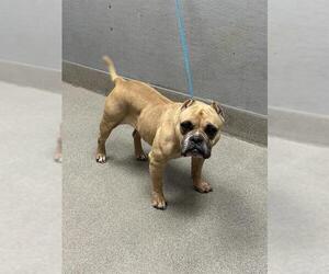 American Pit Bull Terrier-Bulldog Mix Dogs for adoption in Las Vegas, NV, USA