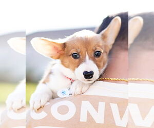 Bull Terrier-Pembroke Welsh Corgi Mix Dogs for adoption in Corona, CA, USA