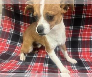 Chihuahua Dogs for adoption in HESPERIA, CA, USA