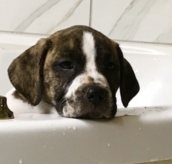 Bogle Dogs for adoption in Asheboro, NC, USA