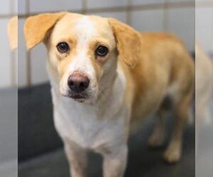 Cardigan Welsh Corgi-Unknown Mix Dogs for adoption in San Antonio, TX, USA