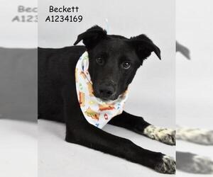 German Shepherd Dog-Unknown Mix Dogs for adoption in Bakersfield, CA, USA