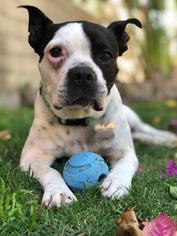 Boston Terrier Dogs for adoption in San Diego, CA, USA