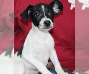 Medium Photo #1 Rat Terrier-Unknown Mix Puppy For Sale in Prattville, AL, USA
