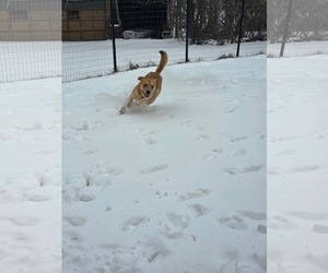 Golden Retriever-Unknown Mix Dogs for adoption in Rustburg, VA, USA