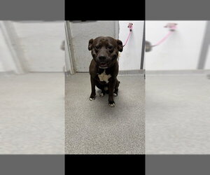 American Staffordshire Terrier-Unknown Mix Dogs for adoption in Palmetto, FL, USA