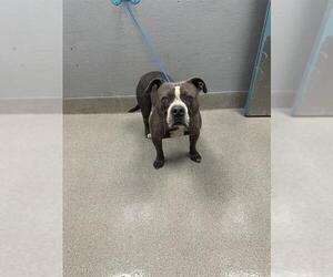 American Pit Bull Terrier-Unknown Mix Dogs for adoption in Las Vegas, NV, USA