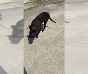 Staffordshire Bull Terrier Dogs for adoption in Houston, TX, USA