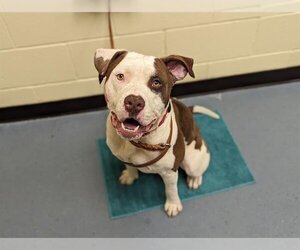 American Staffordshire Terrier Dogs for adoption in Denver, CO, USA