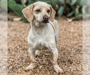 Doxle Dogs for adoption in PIPE CREEK, TX, USA