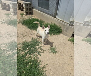 Siberian Husky-Unknown Mix Dogs for adoption in Maquoketa, IA, USA