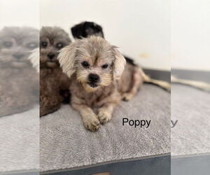 Mutt Dogs for adoption in Studio City, CA, USA