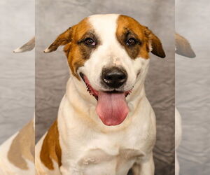 American Pit Bull Terrier-American Staffordshire Terrier Mix Dogs for adoption in Clinton, OK, USA