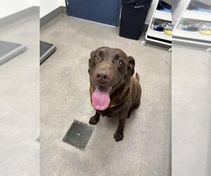 Labrador Retriever Dogs for adoption in HESPERIA, CA, USA