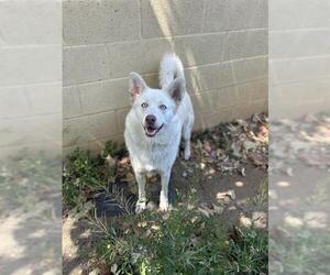 Gerberian Shepsky Dogs for adoption in Chula Vista, CA, USA