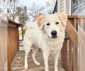 Golden Pyrenees Dogs for adoption in Genesee, WI, USA