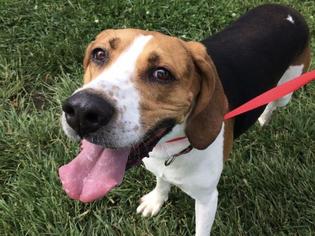 American Foxhound Dogs for adoption in Lawrence, KS, USA