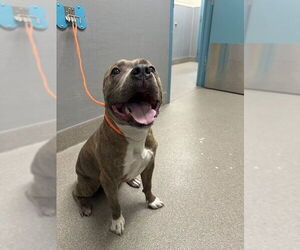 American Pit Bull Terrier-Unknown Mix Dogs for adoption in Las Vegas, NV, USA