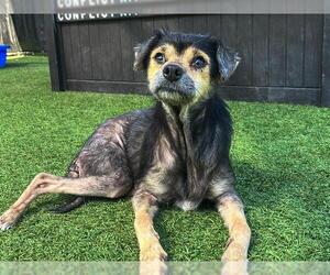 Beagle-Chihuahua Mix Dogs for adoption in Orange, CA, USA