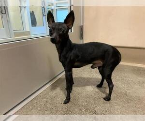 Chihuahua Dogs for adoption in Berkeley , CA, USA