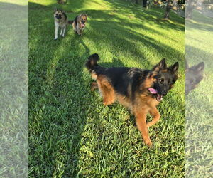 German Shepherd Dog Dogs for adoption in Plantation, FL, USA