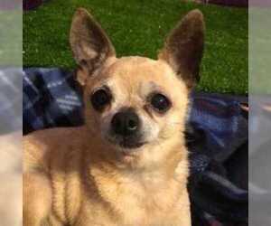 Chihuahua Dogs for adoption in Alta loma, CA, USA