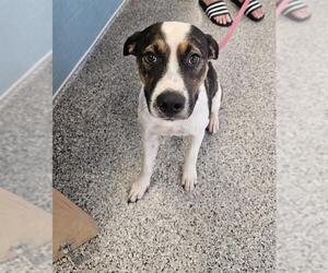Mutt Dogs for adoption in Palmetto, FL, USA