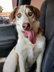 Sheprador Dogs for adoption in Tucson, AZ, USA